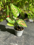 AGLAONEMA pink princess plante rose