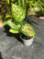 AGLAONEMA pink princess plante rose