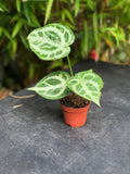 ANTHURIUM silver blush