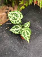 ANTHURIUM silver blush