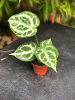 ANTHURIUM silver blush