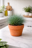 Festuca glauca – Graminée bleue décorative et résistante