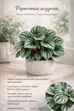 Peperomia argyreia – Plante d’intérieur graphique au feuillage argenté