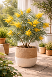 Acacia dealbata ‘Mimosa Gaulois’ – Mimosa élégant au feuillage argenté