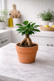 Ficus ginseng (Ficus microcarpa) – Bonsaï d’intérieur élégant et facile