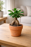 Ficus ginseng (Ficus microcarpa) – Bonsaï d’intérieur élégant et facile