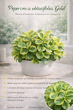 Peperomia obtusifolia ‘Gold’ – Plante d’intérieur lumineuse et compacte