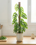 Monstera Adansonii