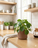 Pilea Peperomioides