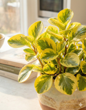 Peperomia obtusifolia ‘Gold’ – Plante d’intérieur lumineuse et compacte