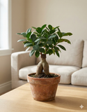 Ficus ginseng (Ficus microcarpa) – Bonsaï d’intérieur élégant et facile