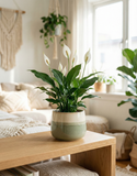 Spathiphyllum – Fleur de lune élégante et dépolluante