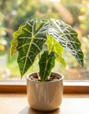 Alocasia Amazonica Polly