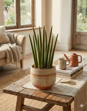 Sansevieria Cylindrica
