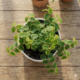 Ficus Pumila Belle Sunny