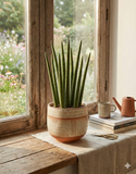 Sansevieria Cylindrica
