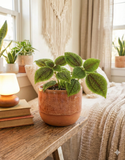 Pilea Involucrata Moon Valley