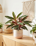 Stromanthe Sanguinea Triostar – Plante d’intérieur panachée décorative