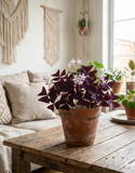 Oxalis triangularis – Plante d’intérieur violette décorative