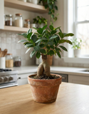 Ficus ginseng (Ficus microcarpa) – Bonsaï d’intérieur élégant et facile