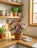 Philodendron Pink Princess – Plante d’intérieur rare au feuillage rose