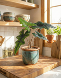 Alocasia jacklyn – Plante d’intérieur exotique et graphique