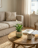 Spathiphyllum – Fleur de lune élégante et dépolluante