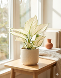 Aglaonema White Joy