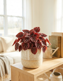 Peperomia ‘Red Luna’ – Plante d’intérieur compacte au feuillage rouge