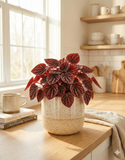 Peperomia ‘Red Luna’ – Plante d’intérieur compacte au feuillage rouge