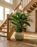 Spathiphyllum – Fleur de lune élégante et dépolluante
