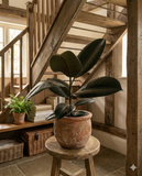 Ficus Elastica Robusta