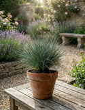Festuca glauca – Graminée bleue décorative et résistante