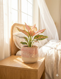 Aglaonema Pink Promise