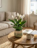 Spathiphyllum – Fleur de lune élégante et dépolluante