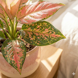 Aglaonema Pink Promise