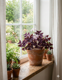 Oxalis triangularis – Plante d’intérieur violette décorative