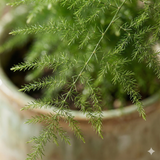 Asparagus Plumosus