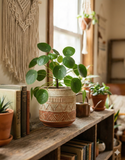 Pilea Peperomioides