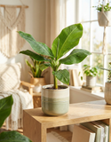 Mini musa bananier – Plante d’intérieur tropicale au grand feuillage