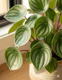 Peperomia argyreia – Plante d’intérieur graphique au feuillage argenté