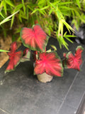 Caladium Royal Flush