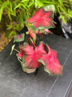 Caladium Royal Flush