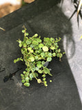 PEPEROMIA PROSTATA TURTLE chaîne de tortue en pot