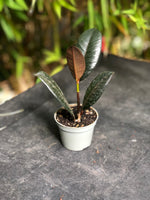Mini Ficus Elastica Robusta