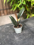 Mini Ficus Elastica Robusta