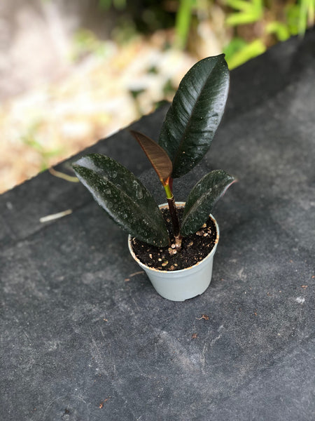 Mini Ficus Elastica Robusta