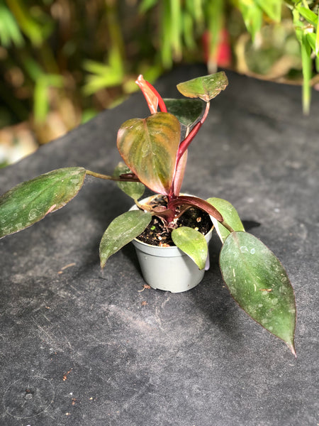 Philodendron Pink Princess