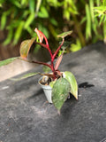 Philodendron Pink Princess