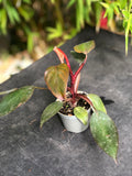 Philodendron Pink Princess